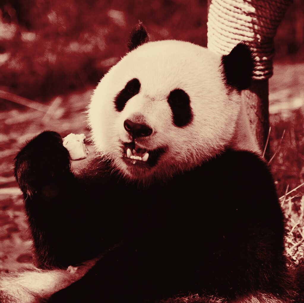 A giant panda eating bamboo in Chengdu, duotone film still